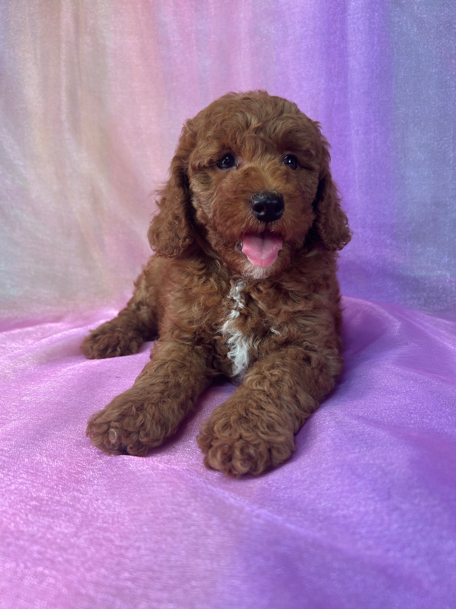 Dark Red Male Bichon Poodle Puppy for Sale DOB May 1, 2025 $950